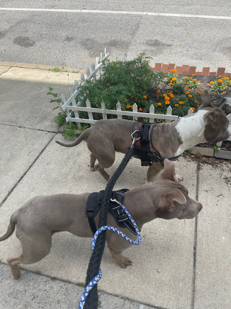 Drop In visits at Paws and Pubs Patrol in Baltimore, MD
