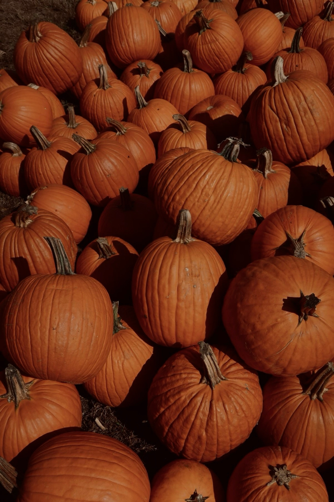 Wicked Pumpkin Spice