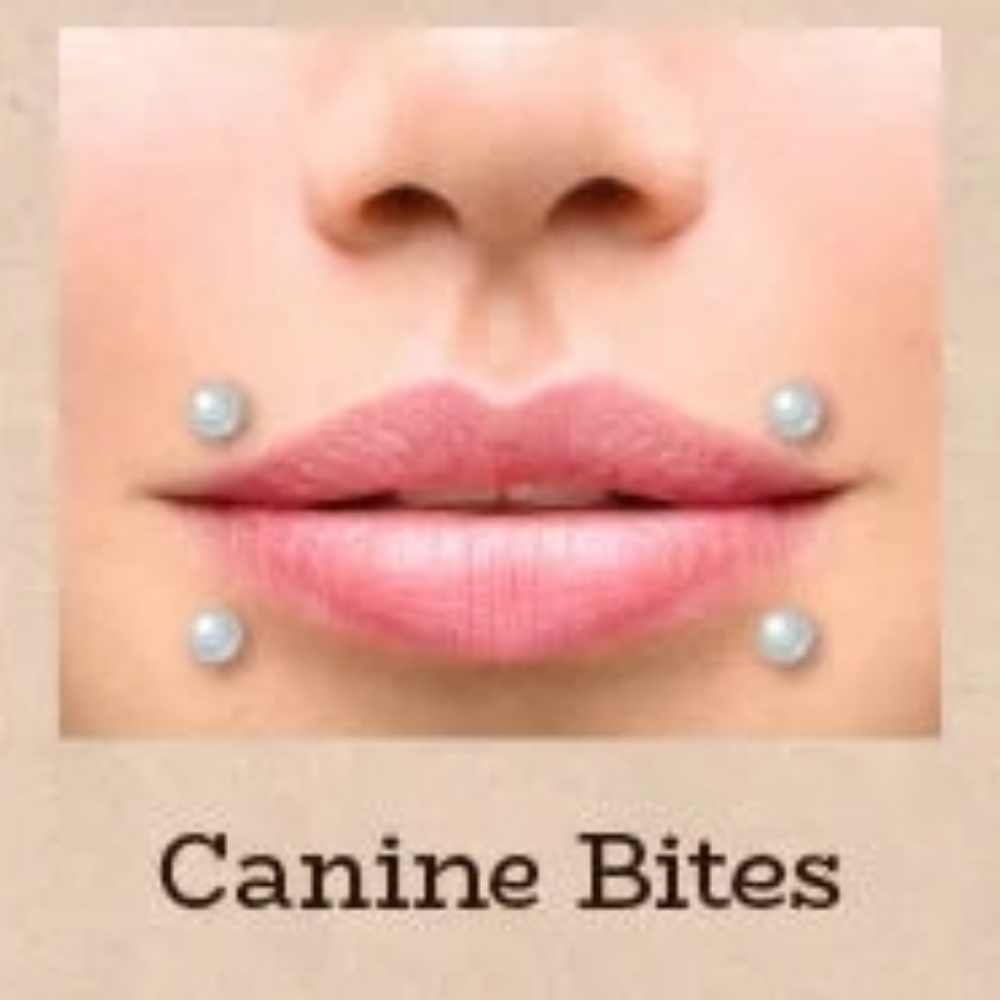 Canine Bites (4) at Piercings By Autumn in New Castle, PA