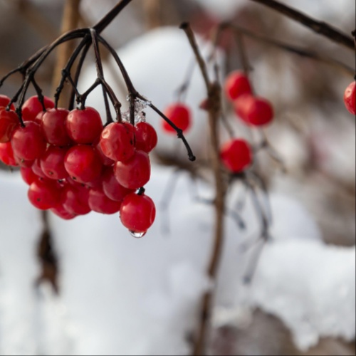 Holiday Special Arctic Berry Peel