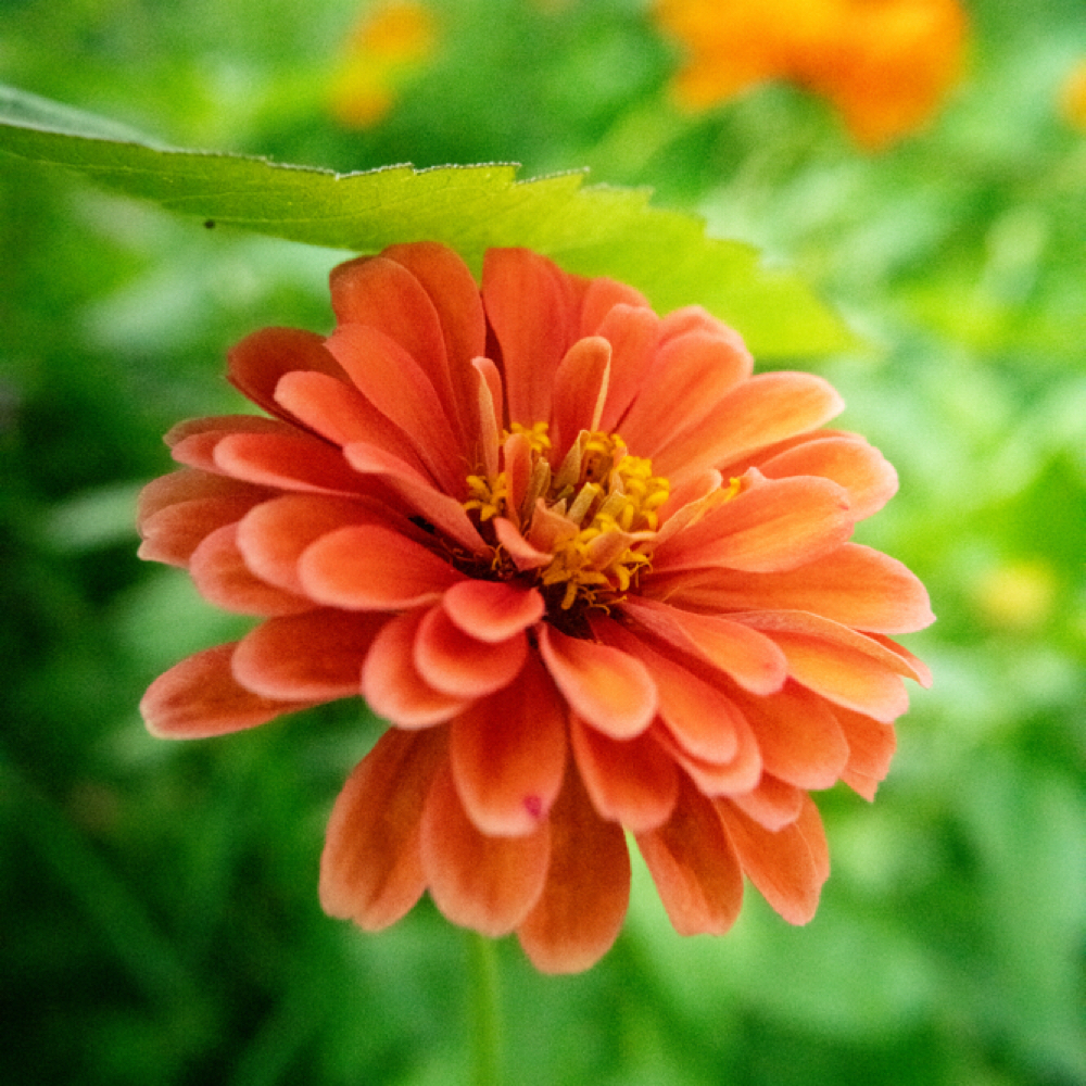 60 Minute Massage at Wildflower Massage Therapy in Lexington, KY