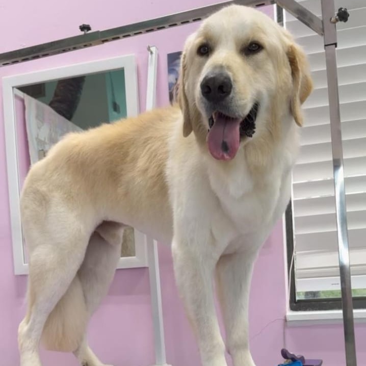 Extra Large Doggy Full Haircut at Dog grooming by loreena and spa in Charlotte, NC