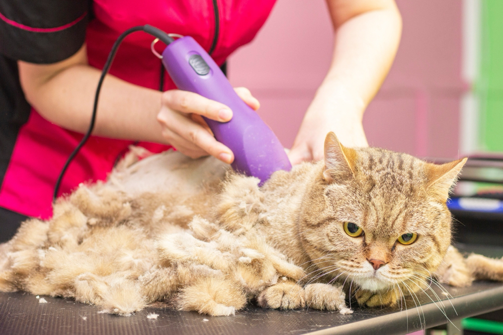 Cat Hair Cut