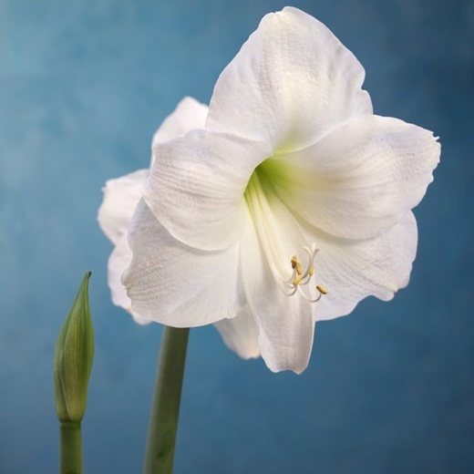 30 Min. Aromatherapy Back Scrub at New Space Massage Therapy in Oregon City, OR