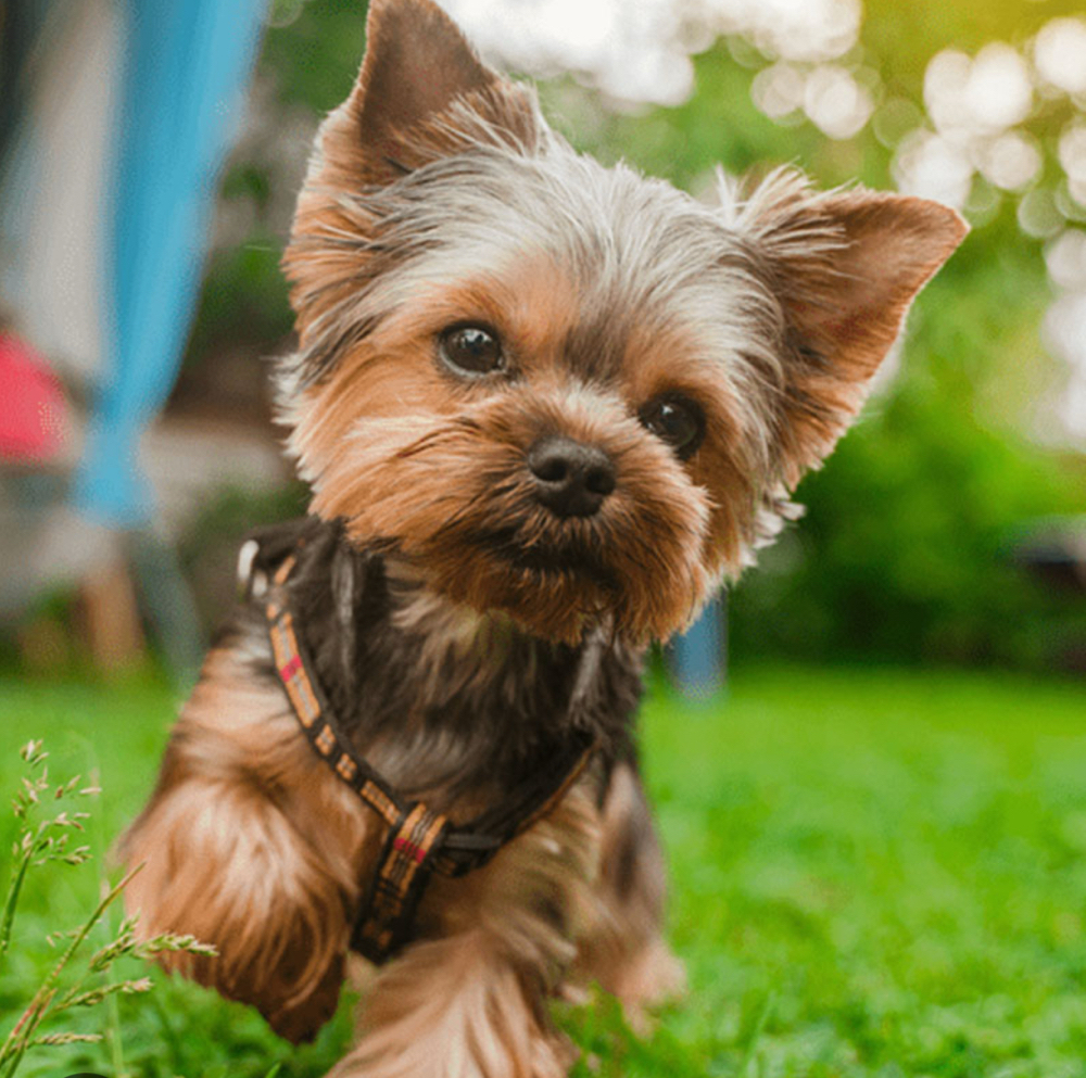 Basic Bath (Small dog)