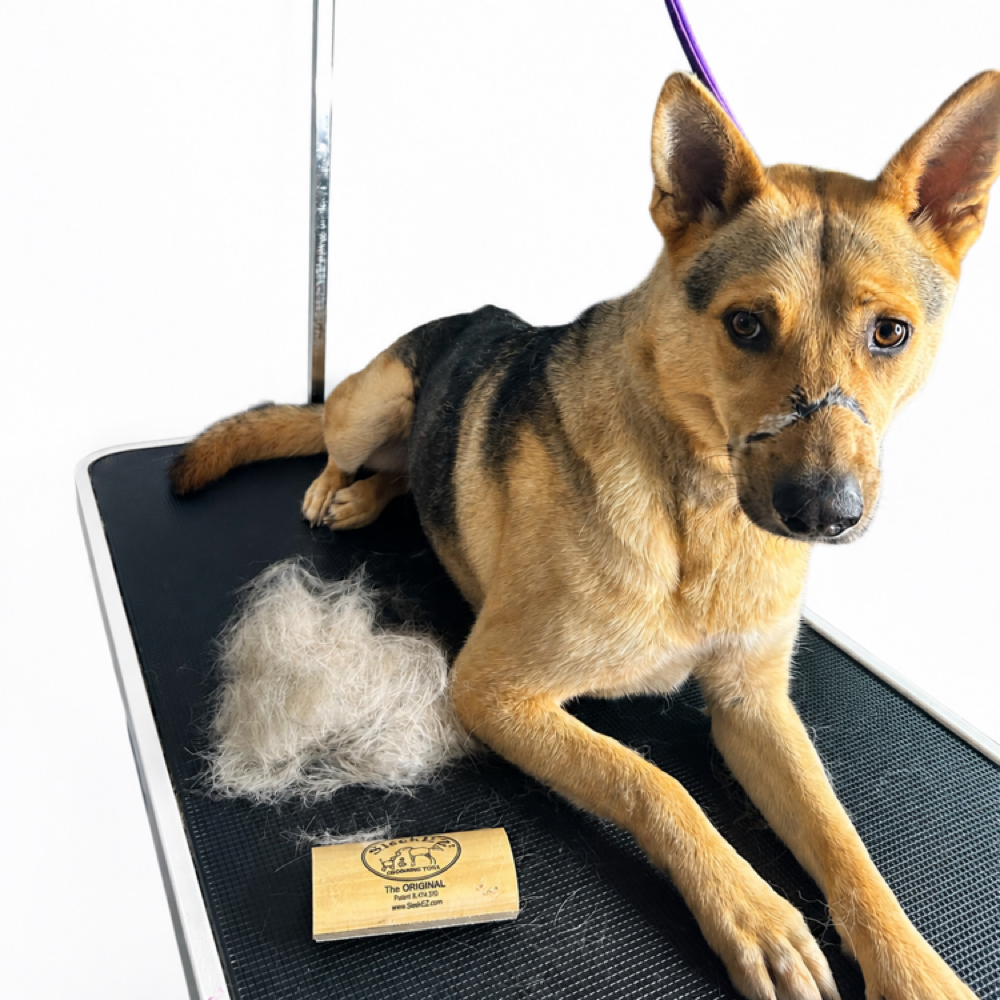 Add Deshedding to Bath at 5 Star Pawz Llc in cartersville, GA
