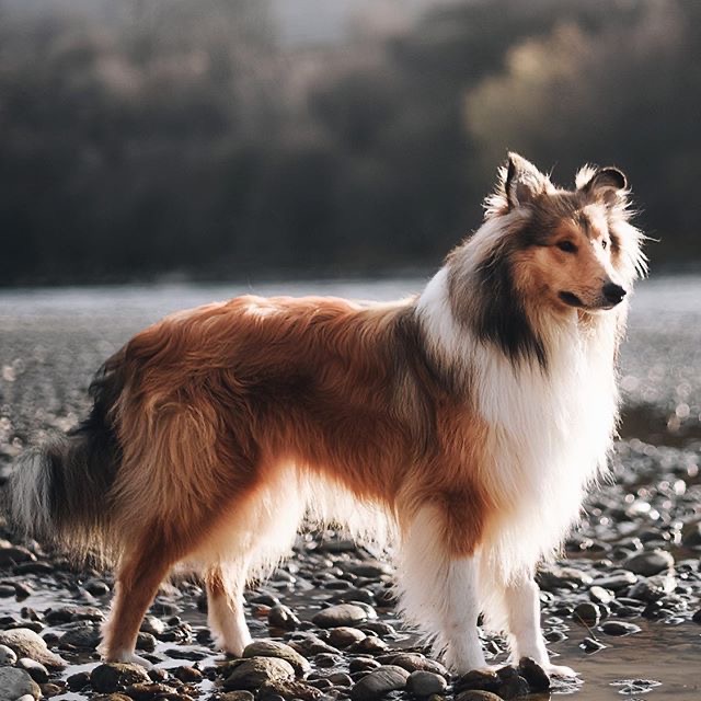 Shetland Sheepdog - Touch Up