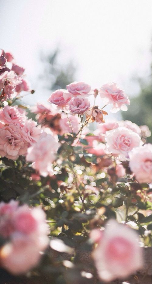 Volume Full Set ♡ at Lash A Baddie 🧸 in Denver, CO