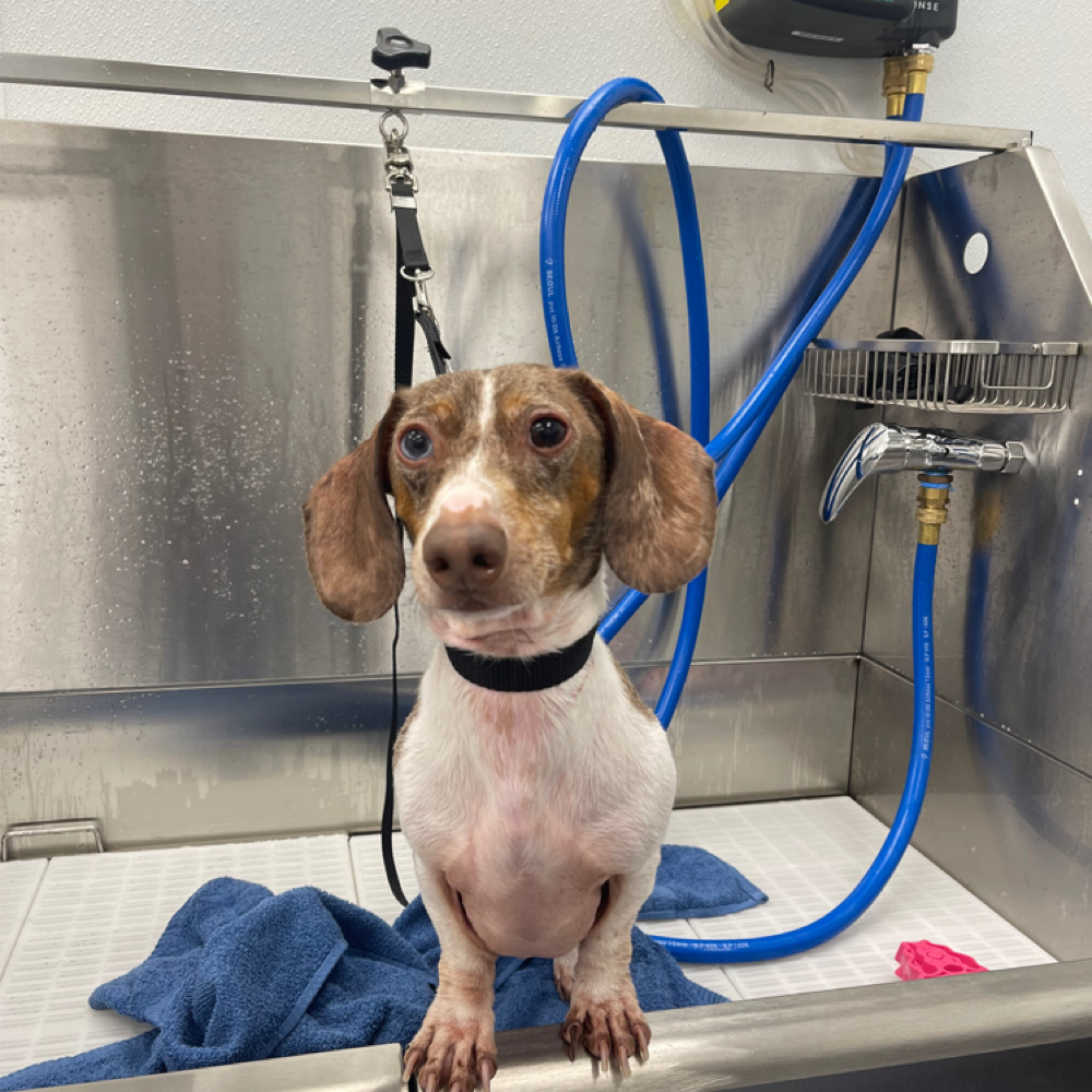 Late Appointment Request at P’s Pretty Paws in Vacaville, CA