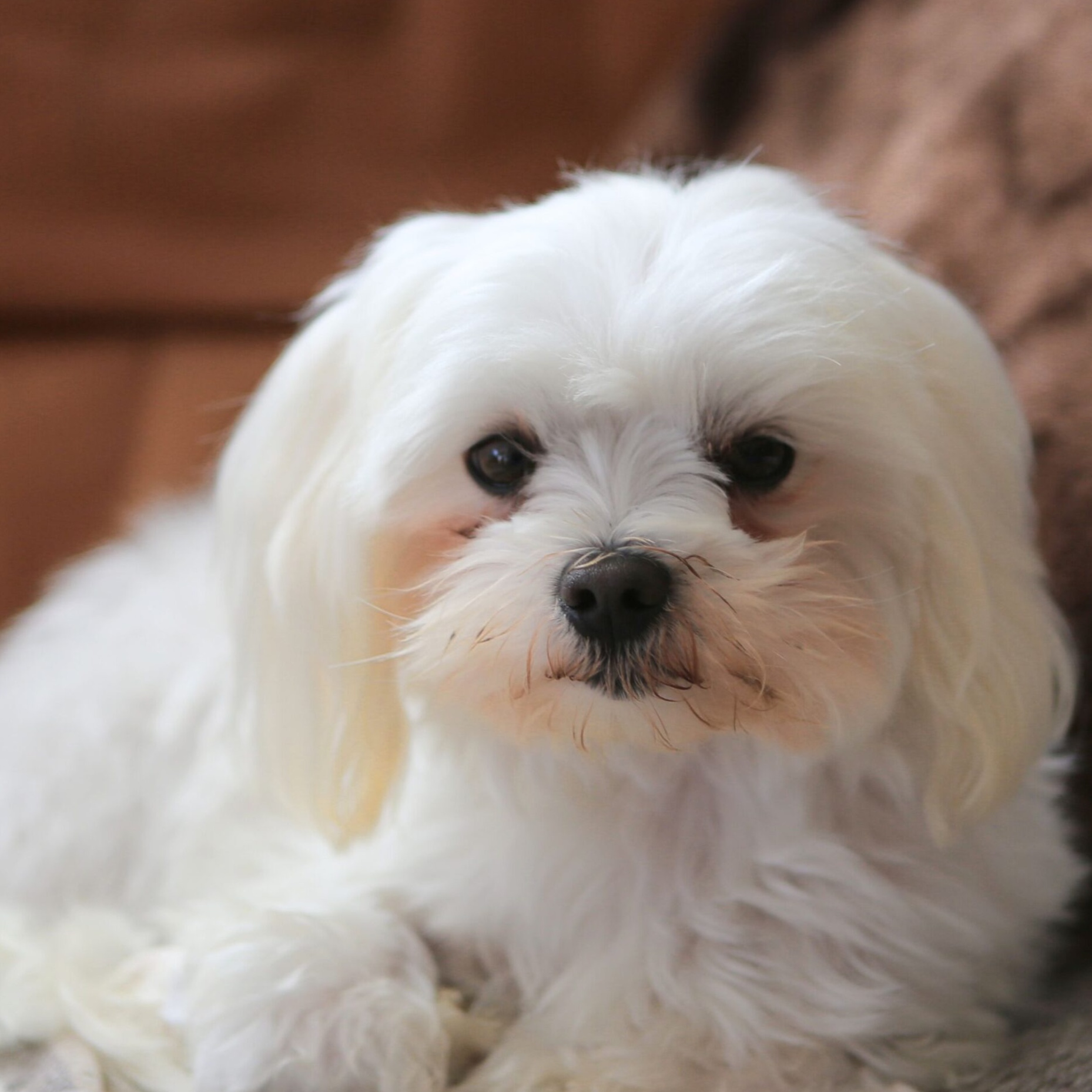 Maltese at The Groom Room in Hope Mills, NC