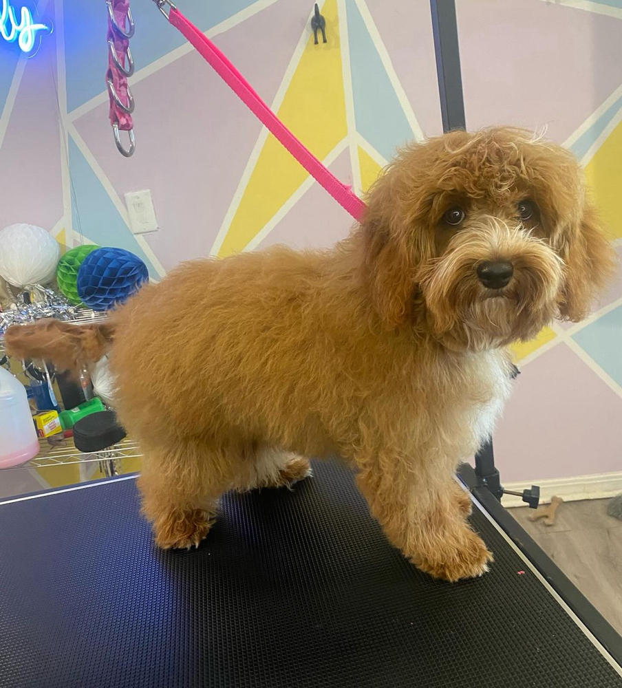 Under 6 Months Groom
