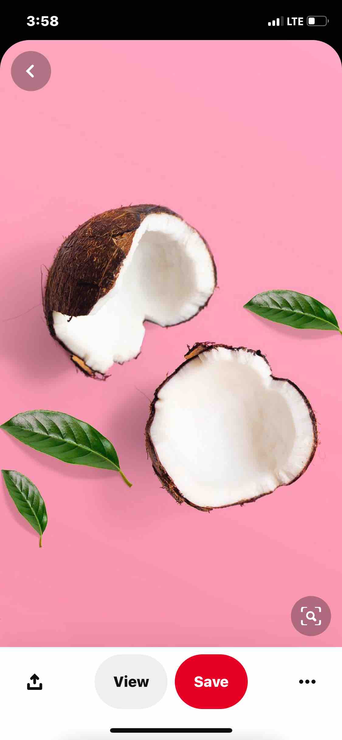 Lived In Coconut (Touch Up Only)