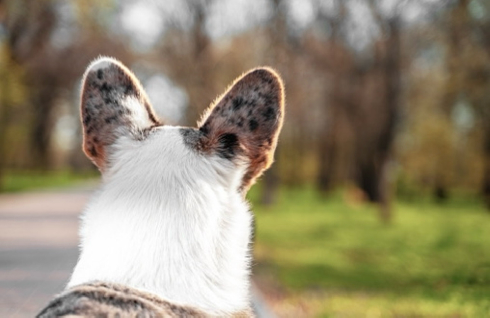 Sanitary trims at Tidy Toes Pet Care LLC in Dianavc, DC