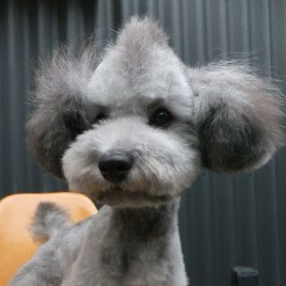 Mohawk at The Shiny Puppy LLC in Royse City, TX