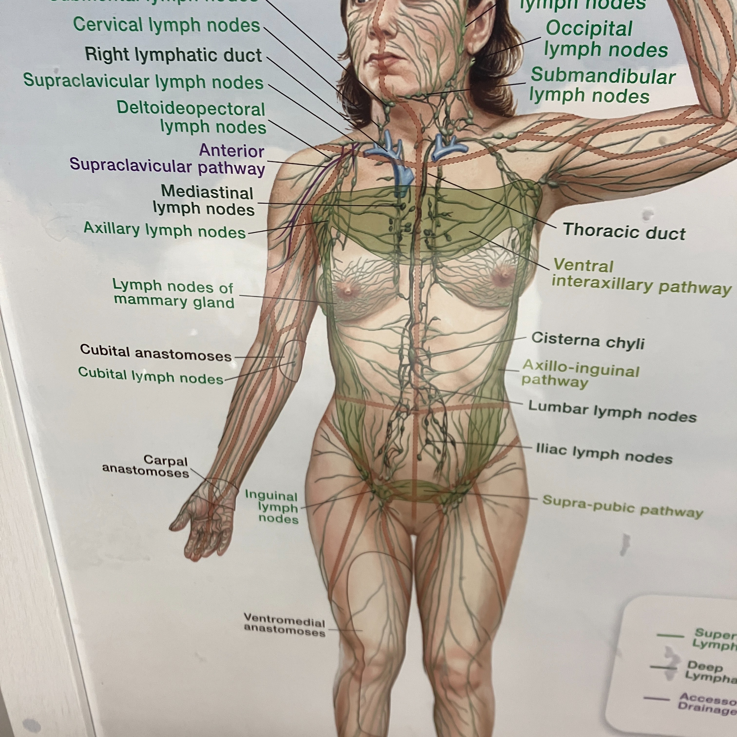 45 Minutes Lymphatic Drainage at Ivyleigh Wellness in Pikesville, MD