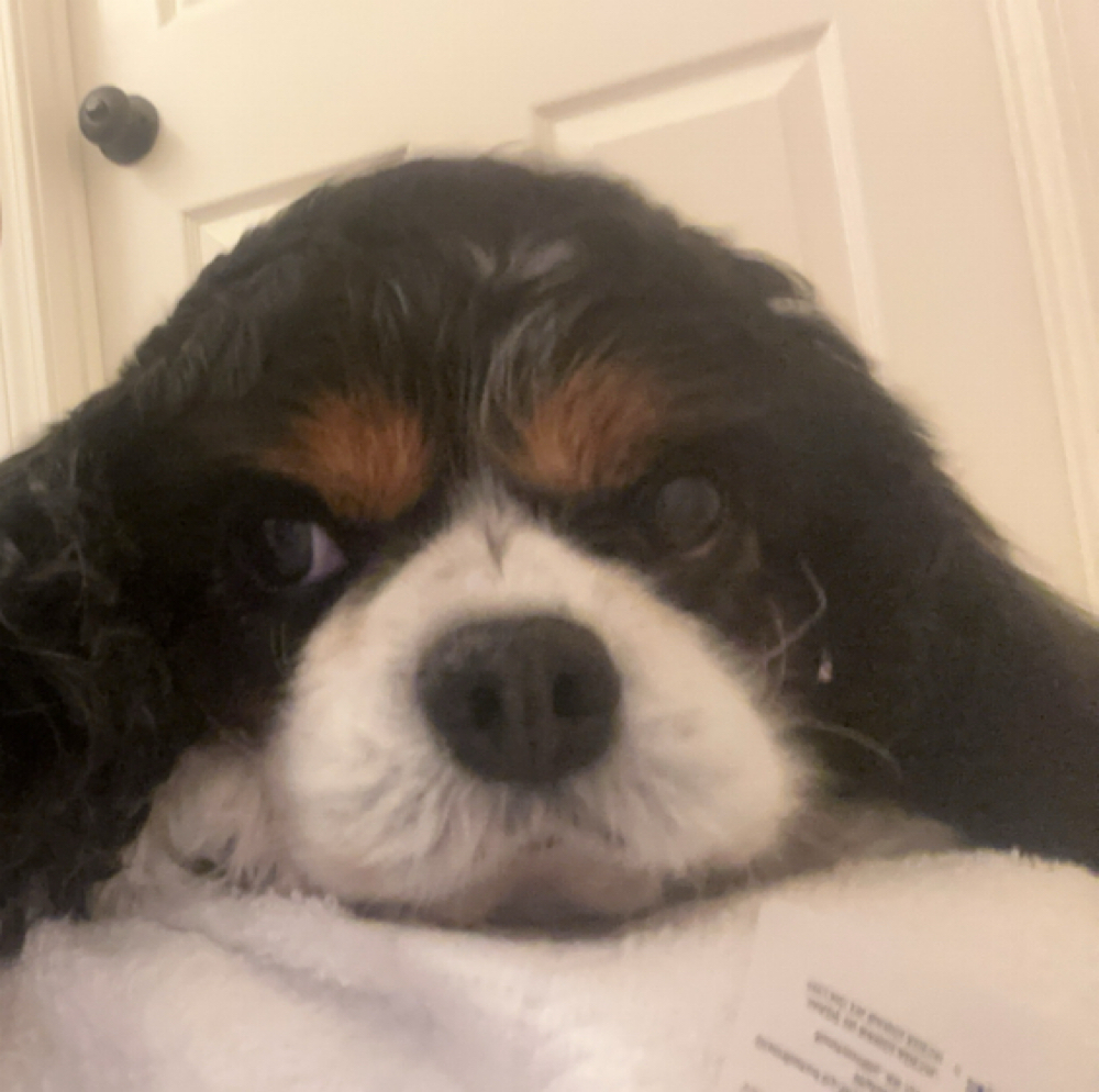 Medium Dog Bath & Cut at Dream Dogs By Kaylyn in Oxford, MS