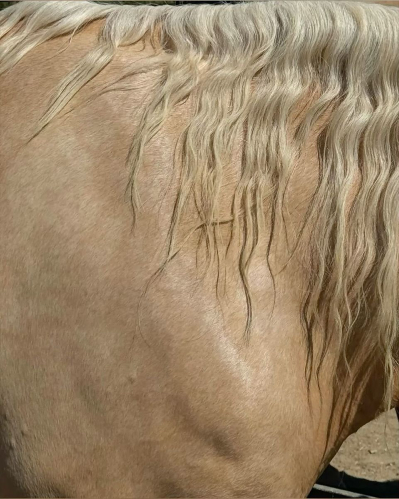 MINI HIGHLIGHT at Arizona Darling in Tucson, AZ