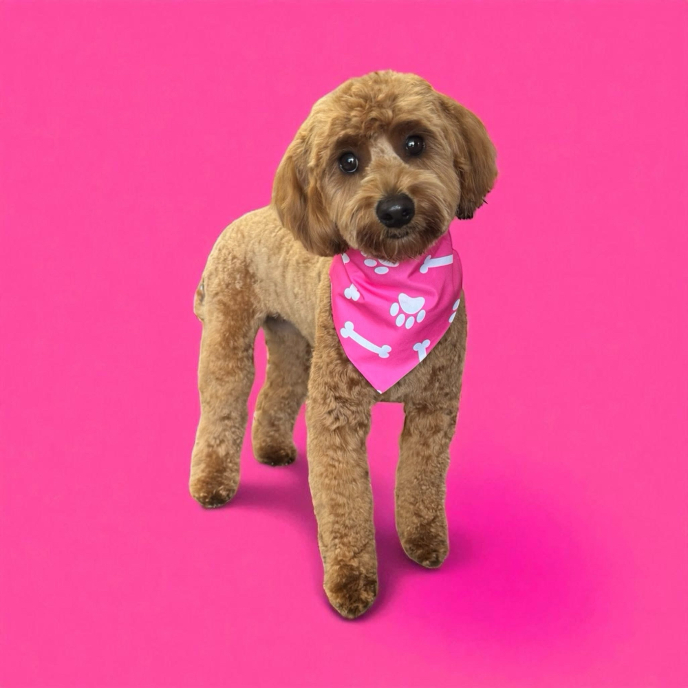 Full Groom (inclues hair cut)