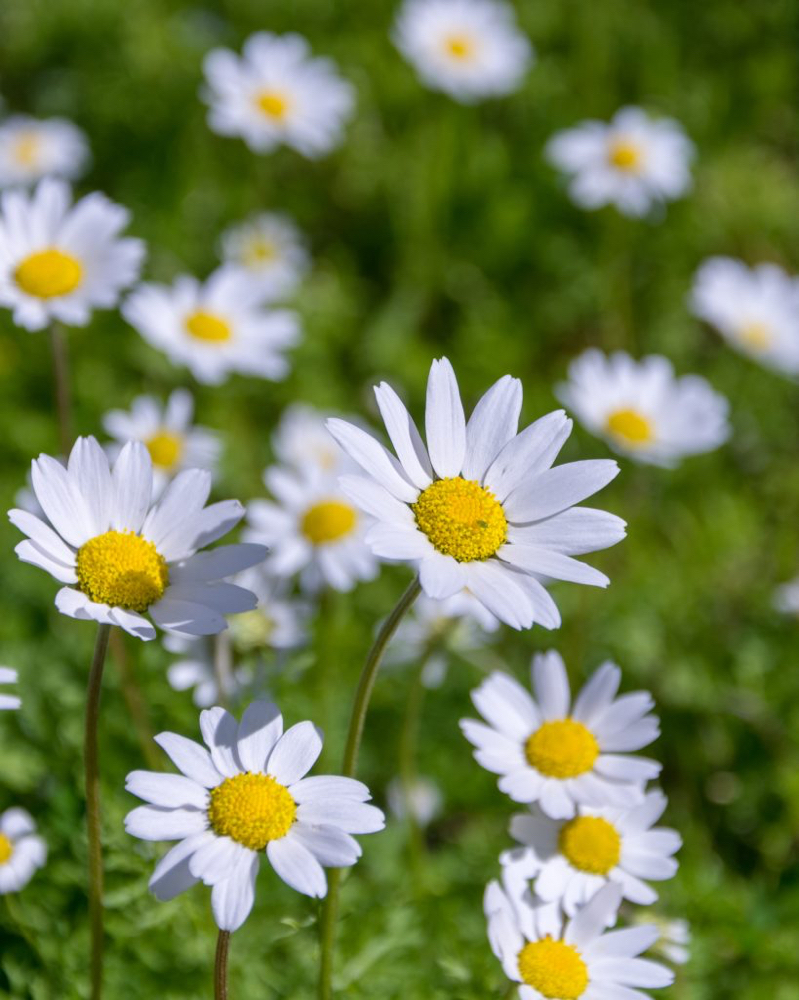 Daisy Pedicure