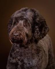 Labradoodle Bath