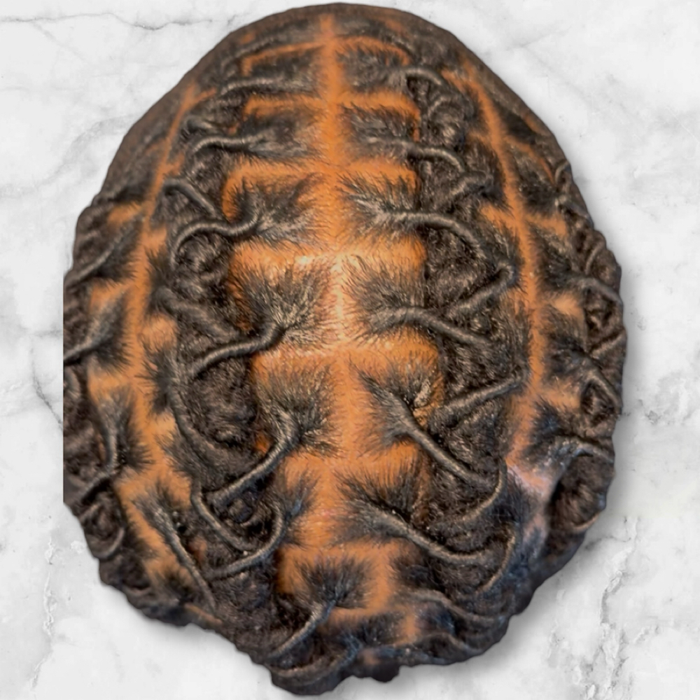 Starter Loc Installation at Sleek Lux Salon in Buford, GA