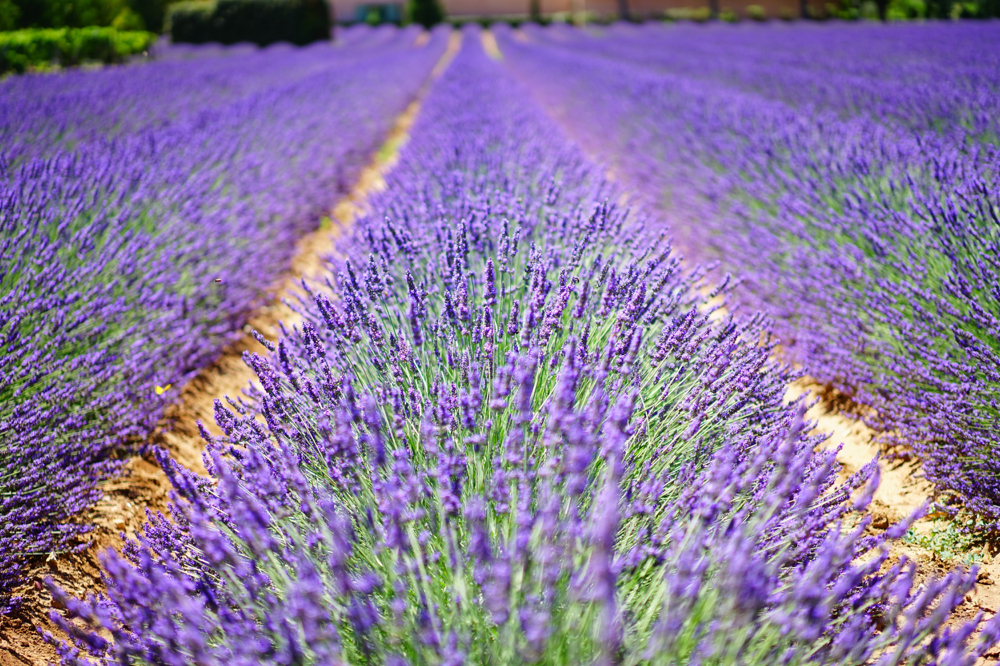 Lavender Detox Spa Pedicure