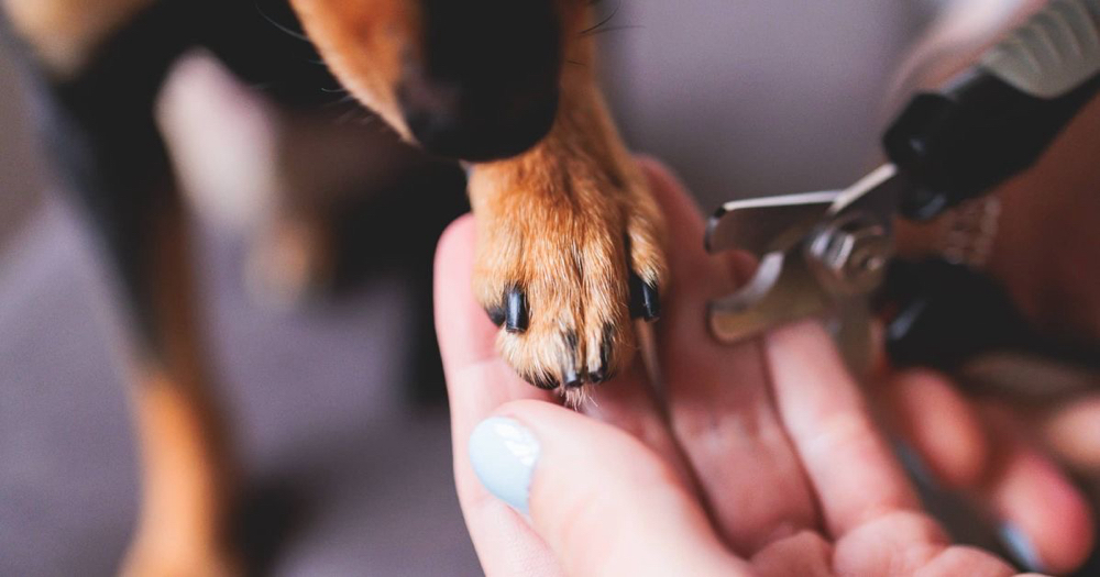 Nail Trim at Shaggy Pups Grooming in Trafalgar, IN