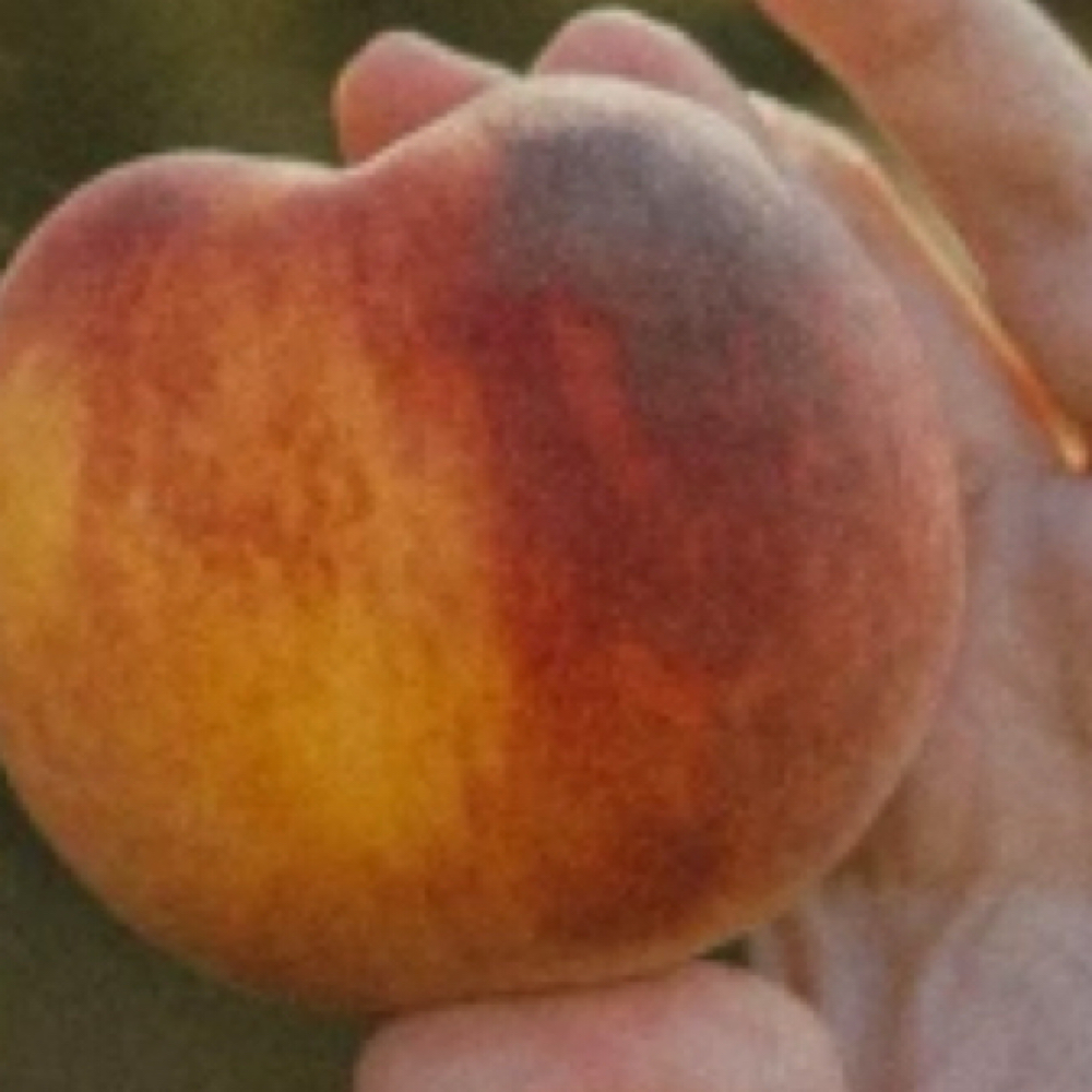 Butt Cheeks only at Melt Waxing Co. in Lincoln, NE