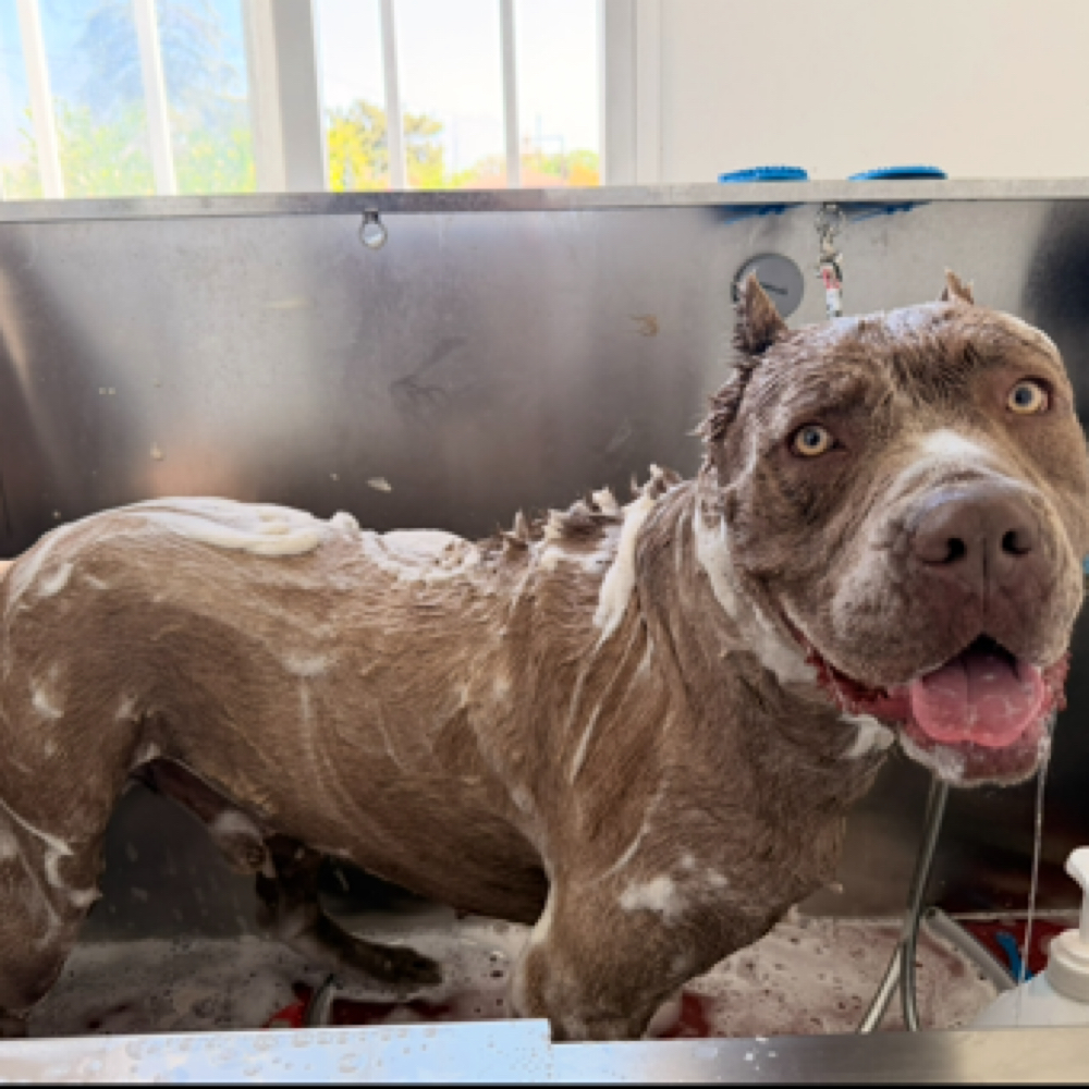 Bath And Brush at Holypawzgrooming in Highland, CA