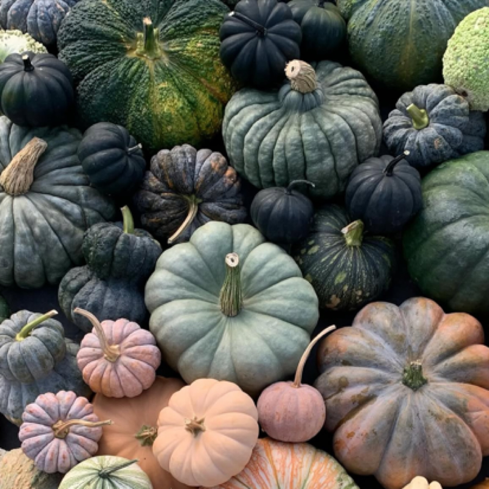 Fall Facial Special at JEstiSkin in Surprise, AZ