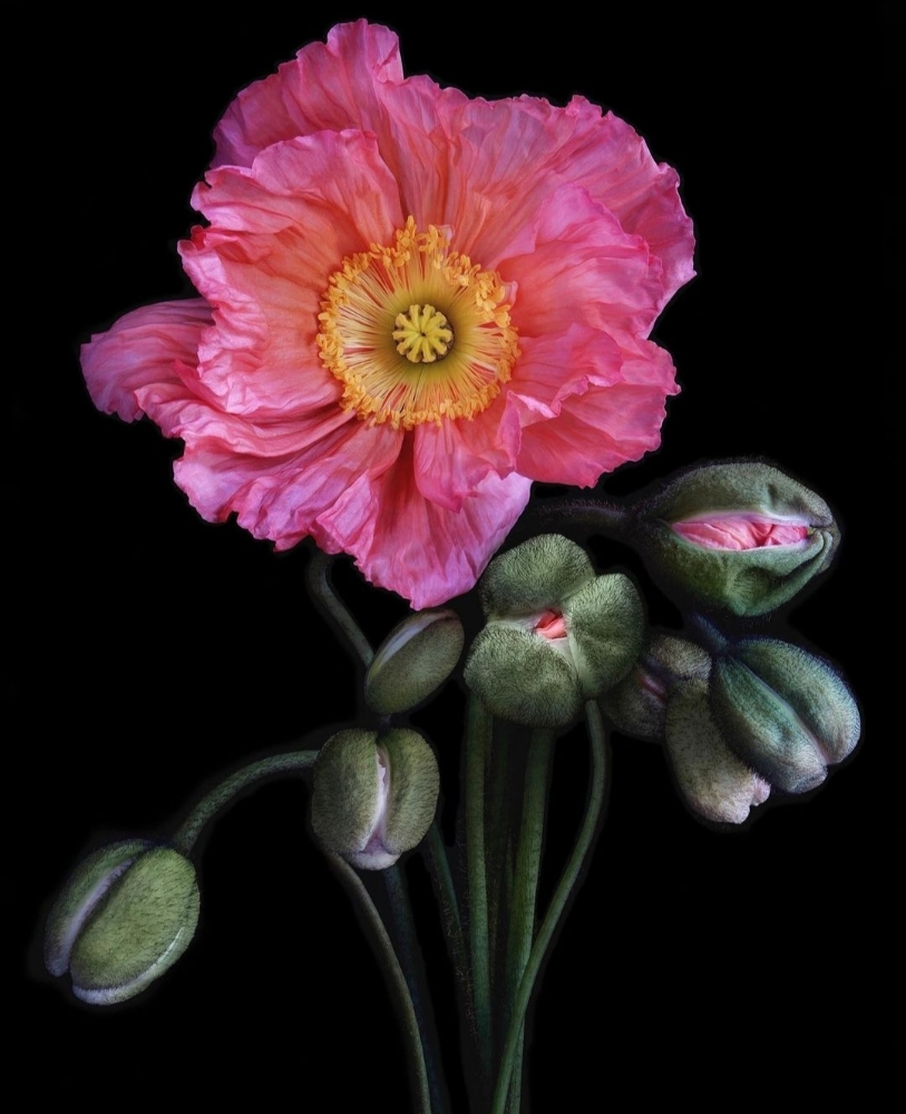 In Bloom Membership