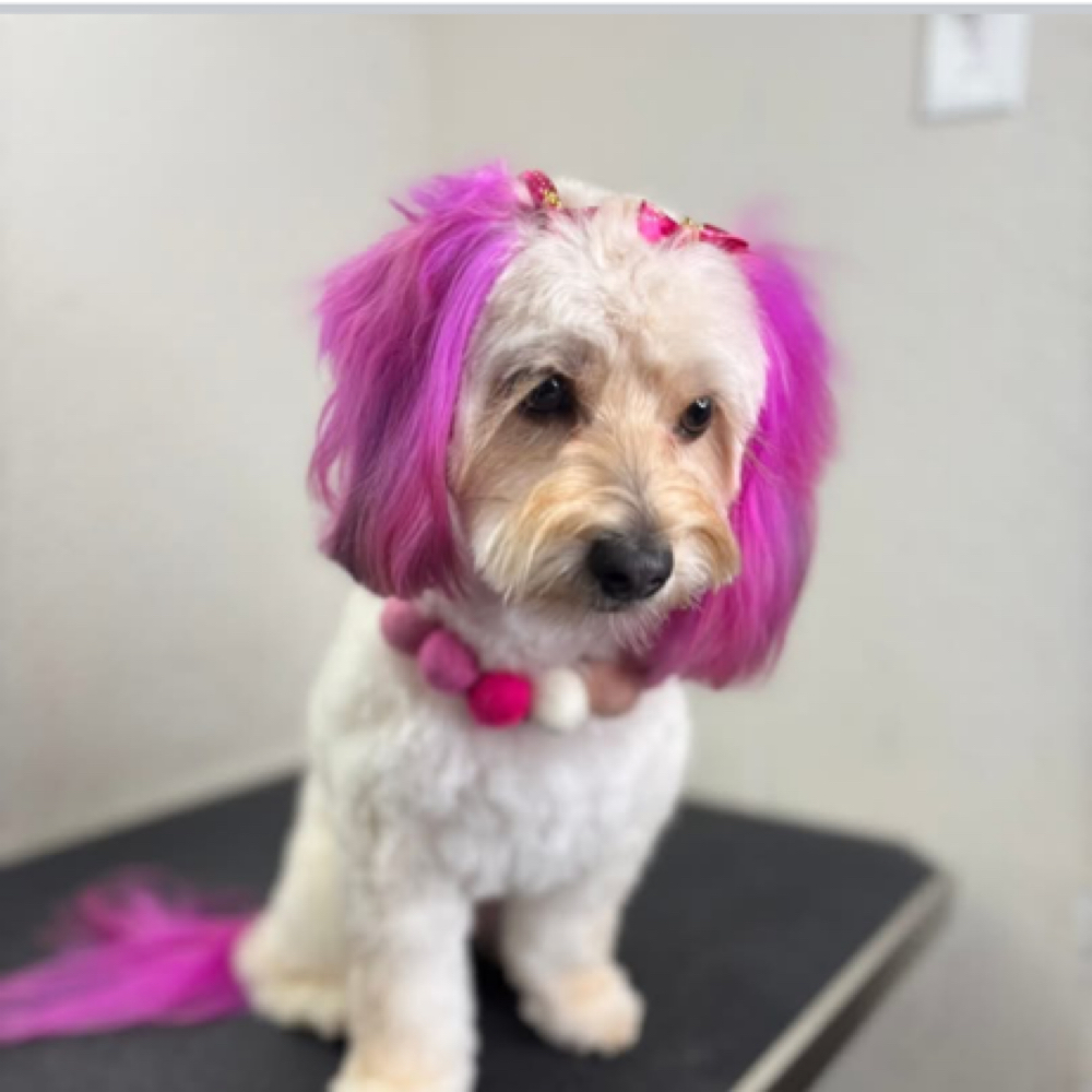 Pet Safe Dye 💗 at The Shiny Puppy LLC in Royse City, TX