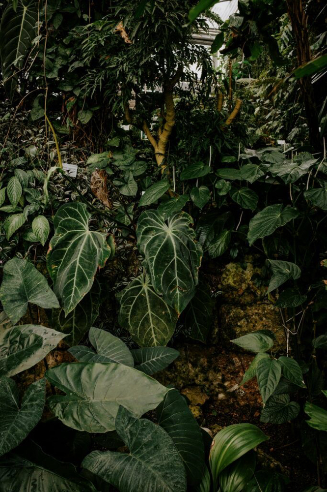 Botanical Bliss Pedi🌿 at Kenzie Esthetics & Co. in North Logan, UT