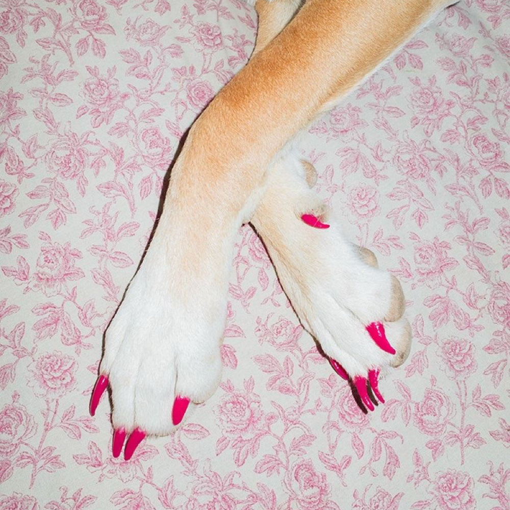 Nail Polish at Shaggy Pups Grooming in Trafalgar, IN
