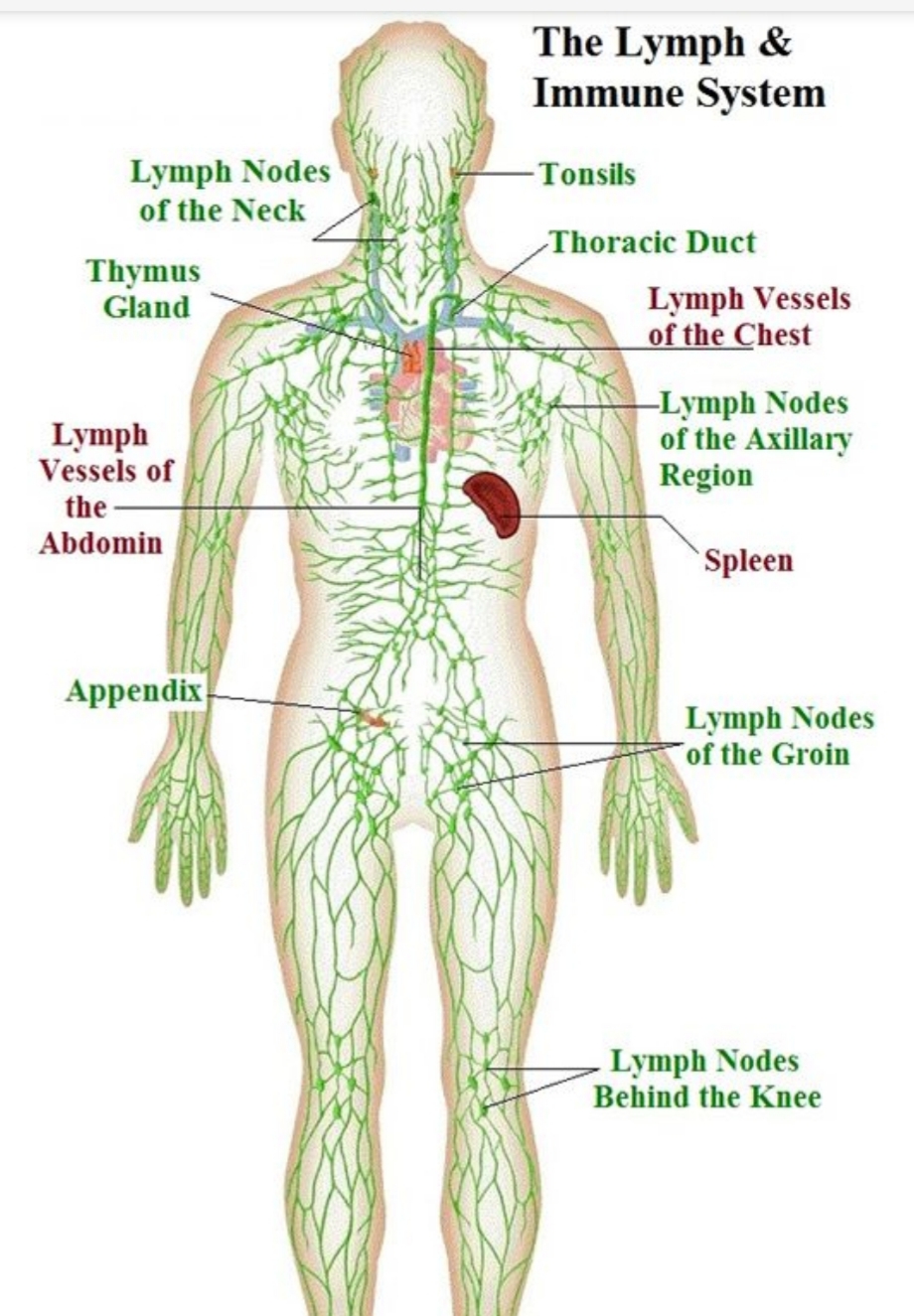 Lymphatic Drainage 30 Minutes