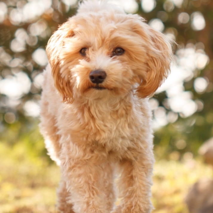 Maltipoo BBN at The Groom Room in Hope Mills, NC