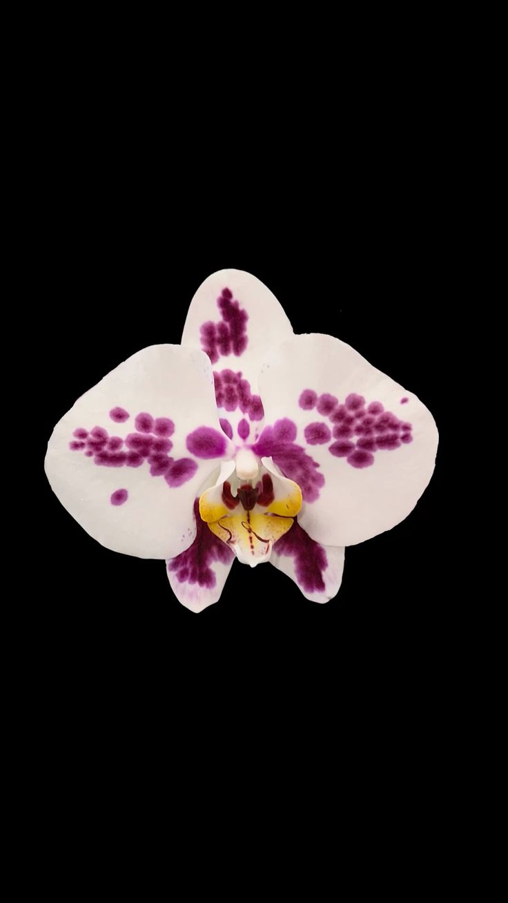 Upper Back