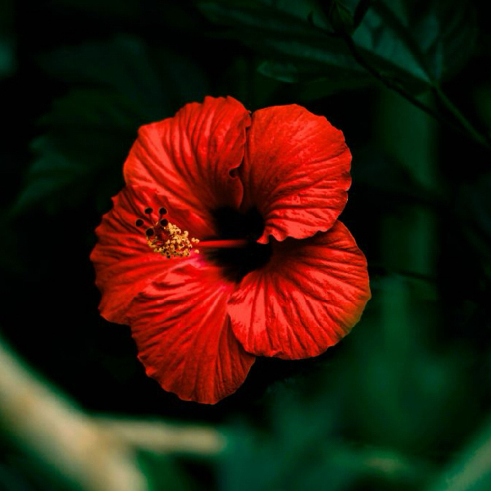 75 Min Hibuscus🌺 Somatic Facial at Skin Meets Soul in Newberg, OR