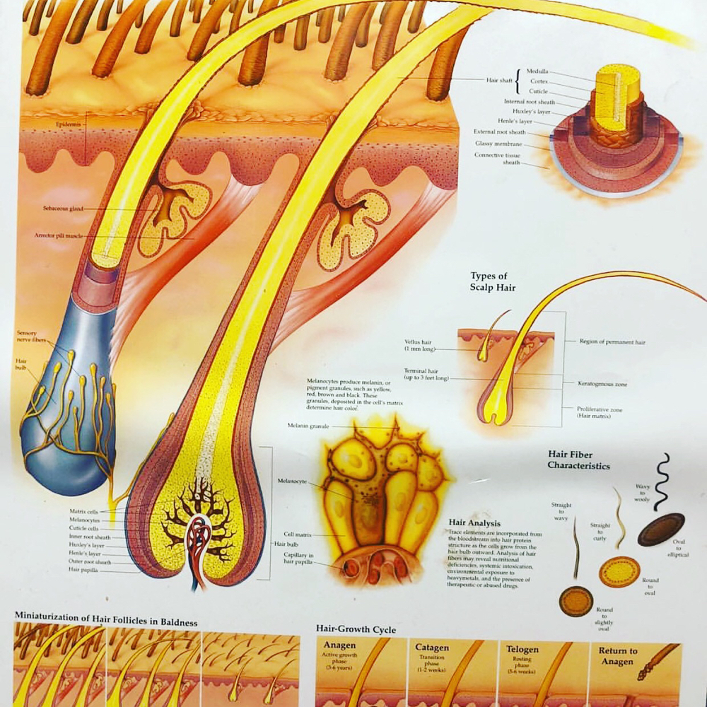 Sideburns (hr) Package