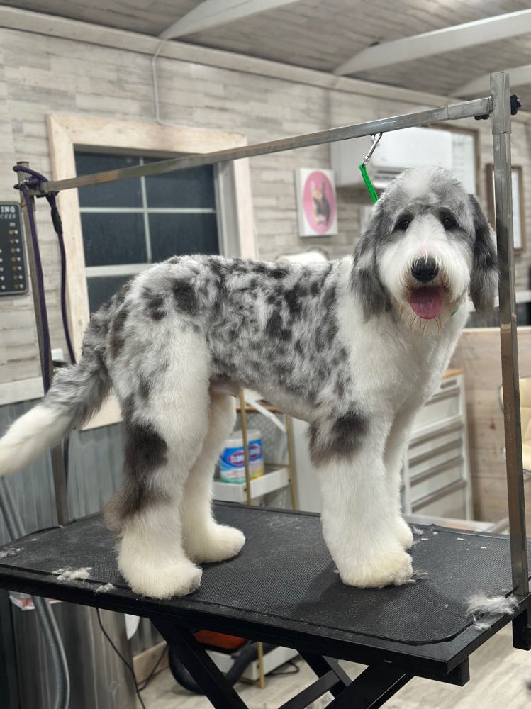 Comb Cut XXL Pup