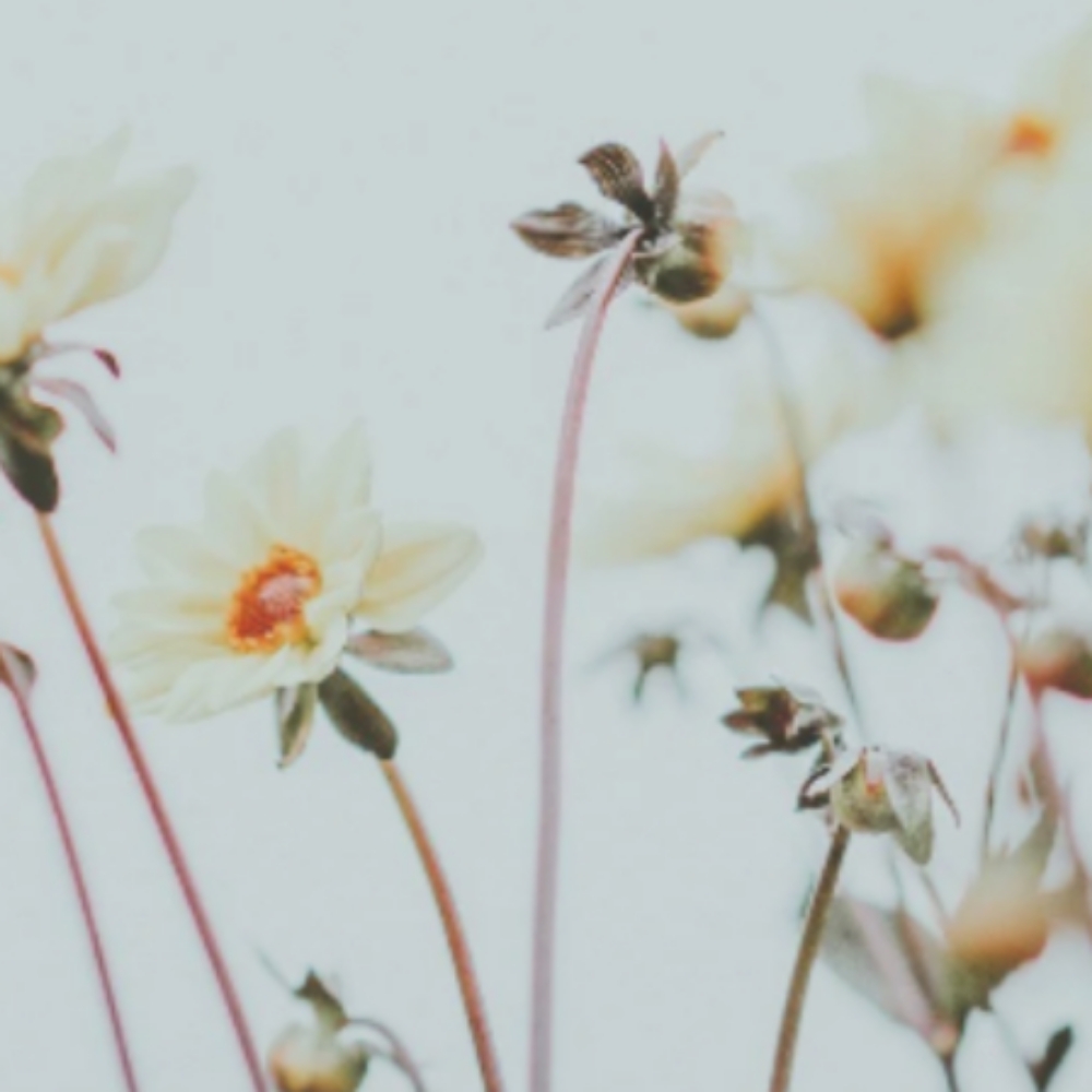 Clipper/Scissor Cut at Oxford&Mane in Oxford, NC