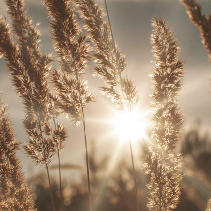 Soft Dimension Highlight (Partial) at Elysian Suite 116 @ The Encore Suites in Goodyear, AZ