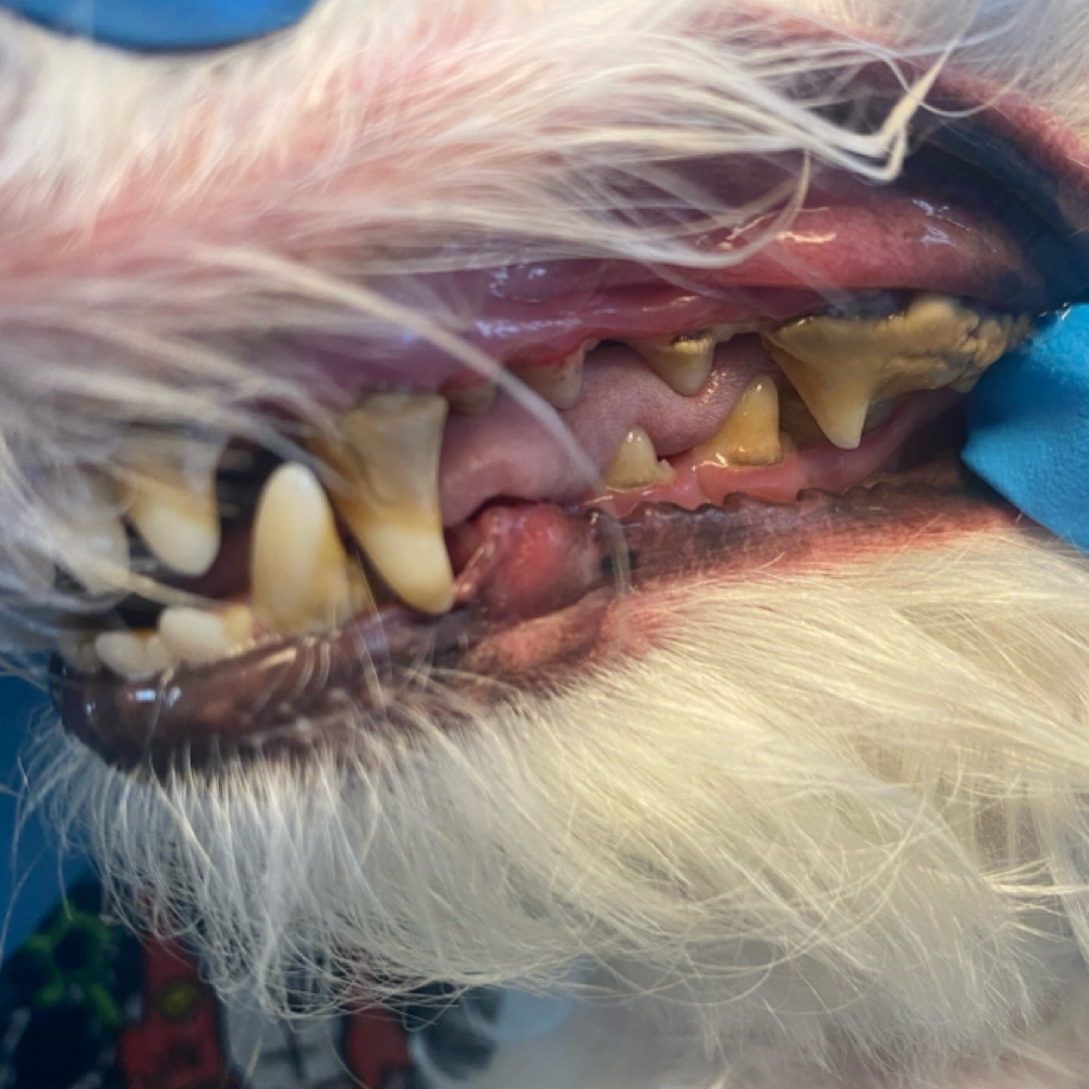 Small Dog Deep Teeth Cleaning at Sparkling Smiles Doggy Dental Cleaning LLC in Tucson, AZ