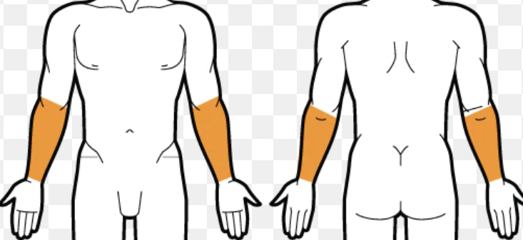 Half Arms Wax/ Medio BrazosCon Cera