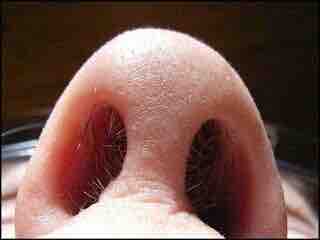 Nostril