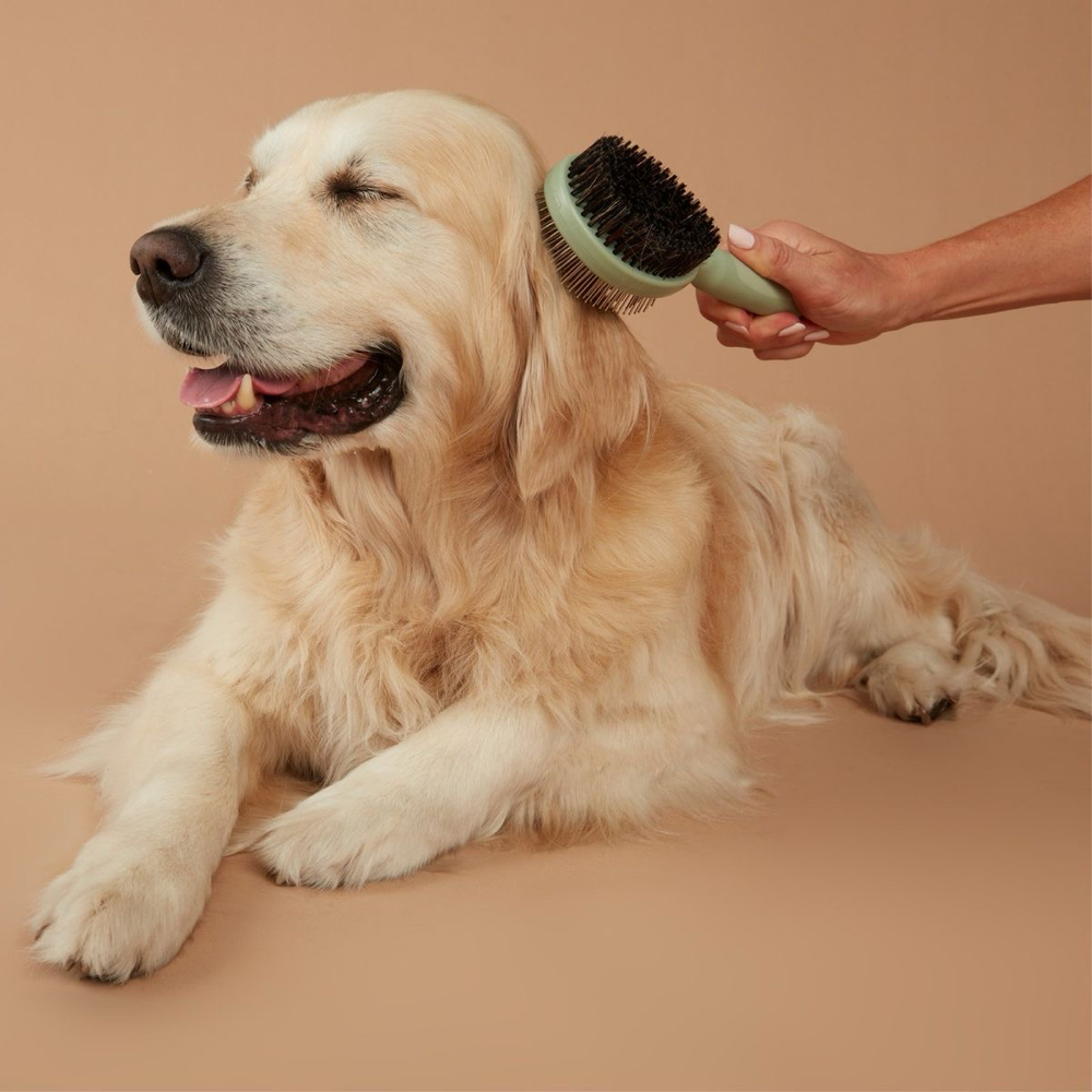 Bath And Trim at Shaggy Pups Grooming in Trafalgar, IN