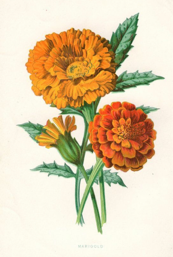 Marigold