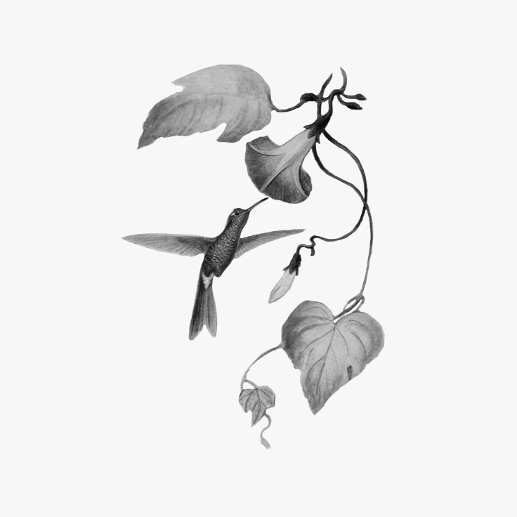 B&W Hummingbird