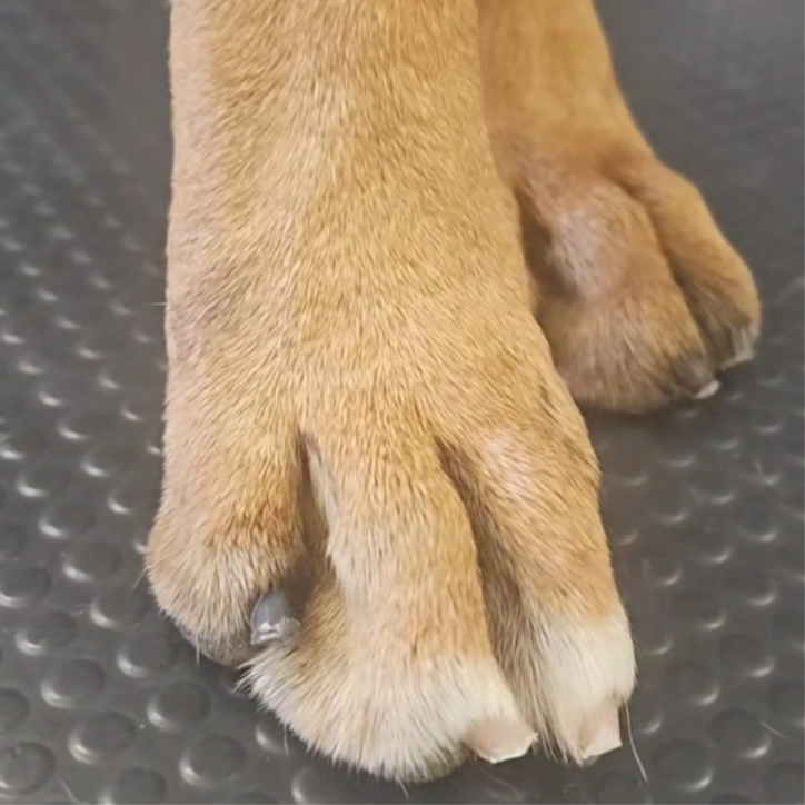 Nail Trim at The Barkside Groomery in Georgetown, KY