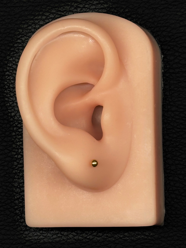 Double Lobes at Anthem Piercing & Tattoo in North Salt Lake, UT